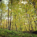 ŠUMA_PLITVICE